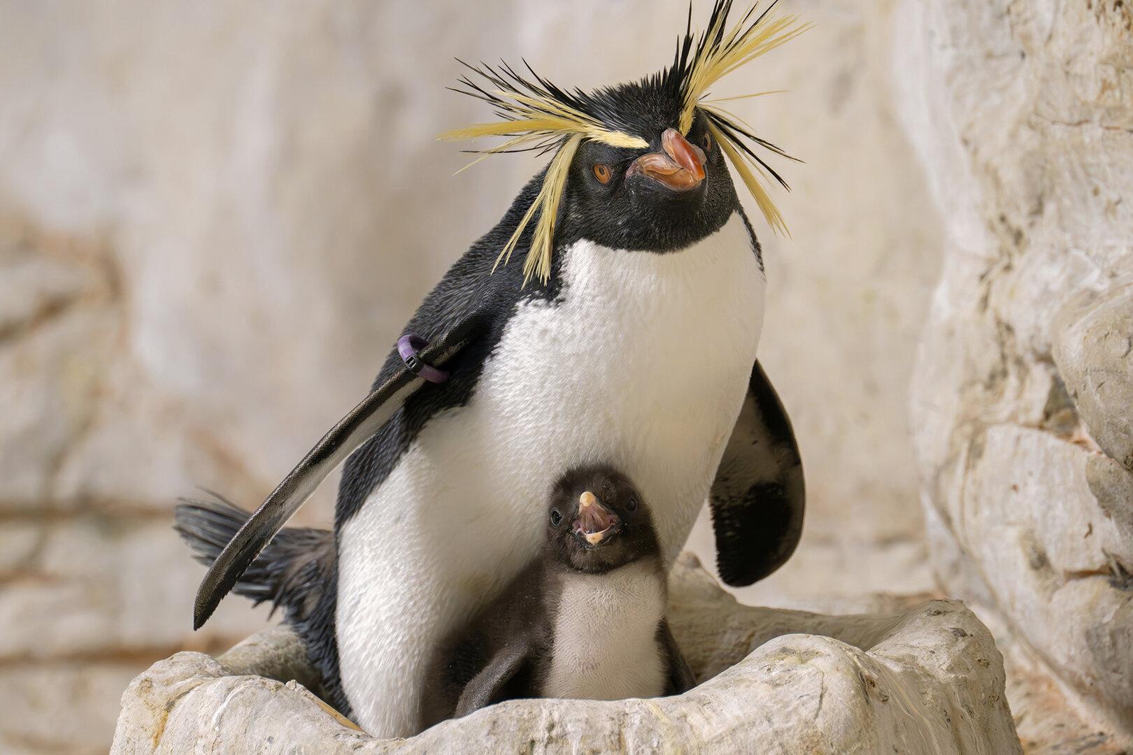 Felsenpinguine: Süße Neuigkeiten aus dem Tiergarten Schönbrunn