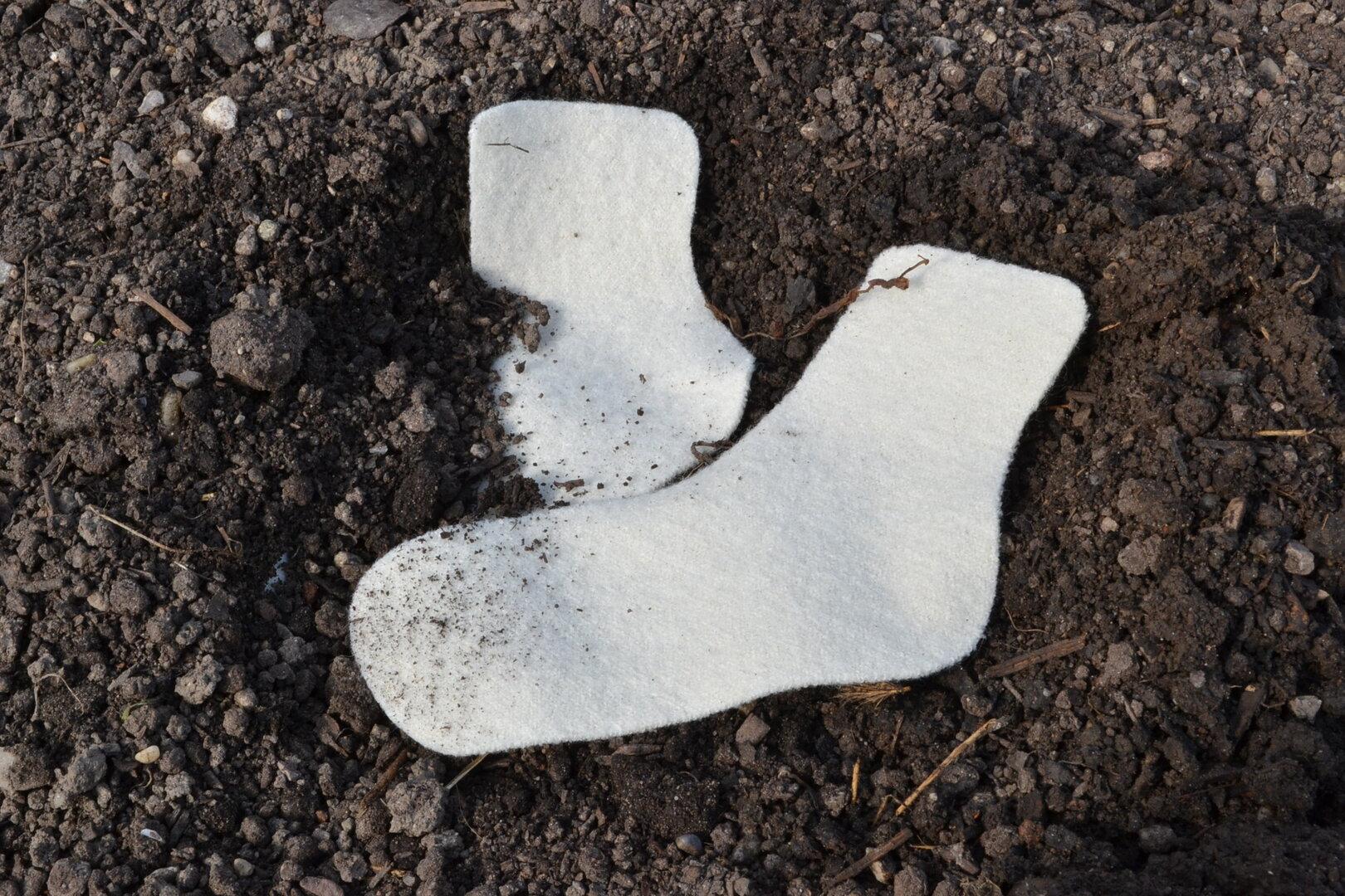 Experiment: Wie aus alten Socken junges Gemüse wird