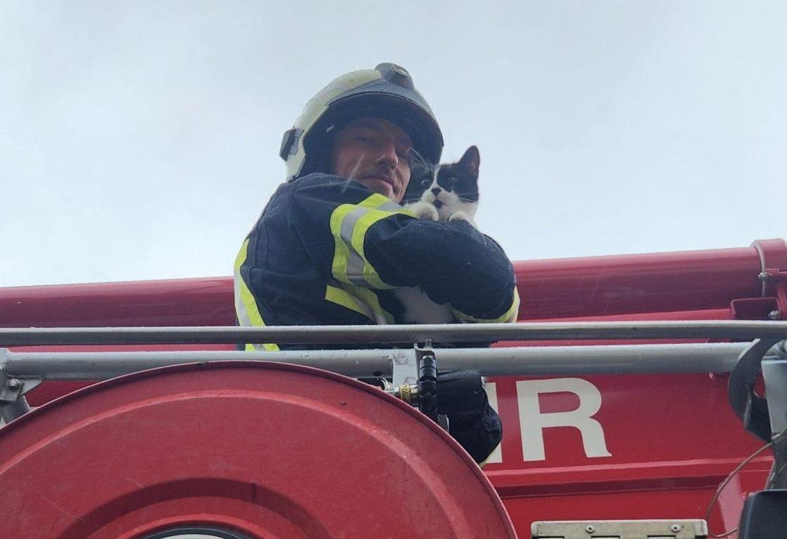 Feuerwehr Mödling rettet verängstigte Katze von Dach