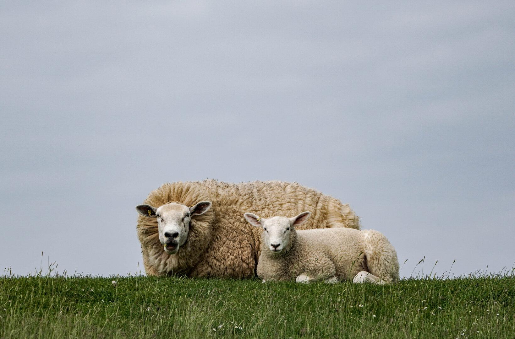 Temperatursturz: Schafskälte bringt Abkühlung nach Österreic