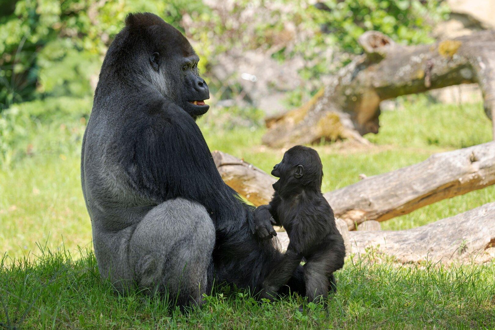 Zoo in Oberösterreich: Warum diese Gorilla-Beziehung so beso