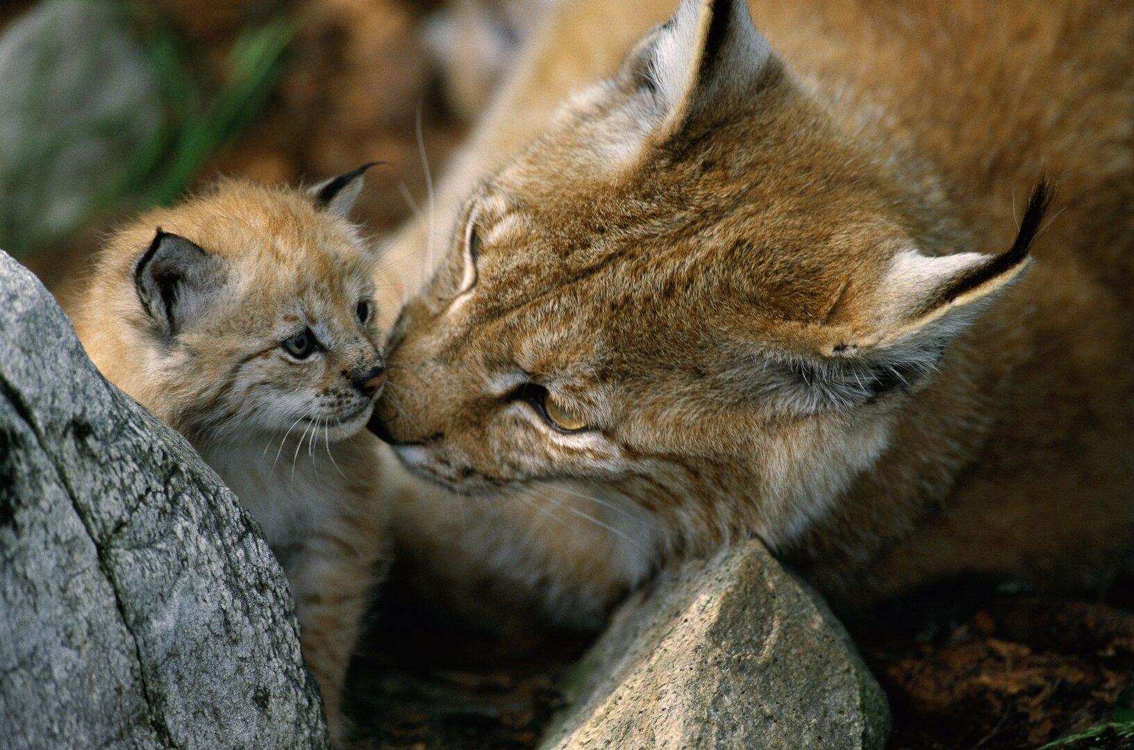 Nur noch 30 Tiere: Die Luchs-Population in Österreich schrum