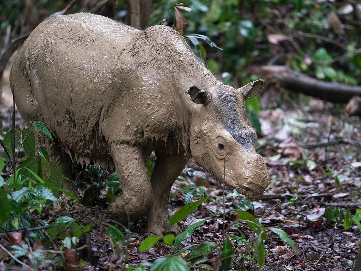 Mit Technologie der Linzer Uni: Erste Sichtung des Sumatra-N