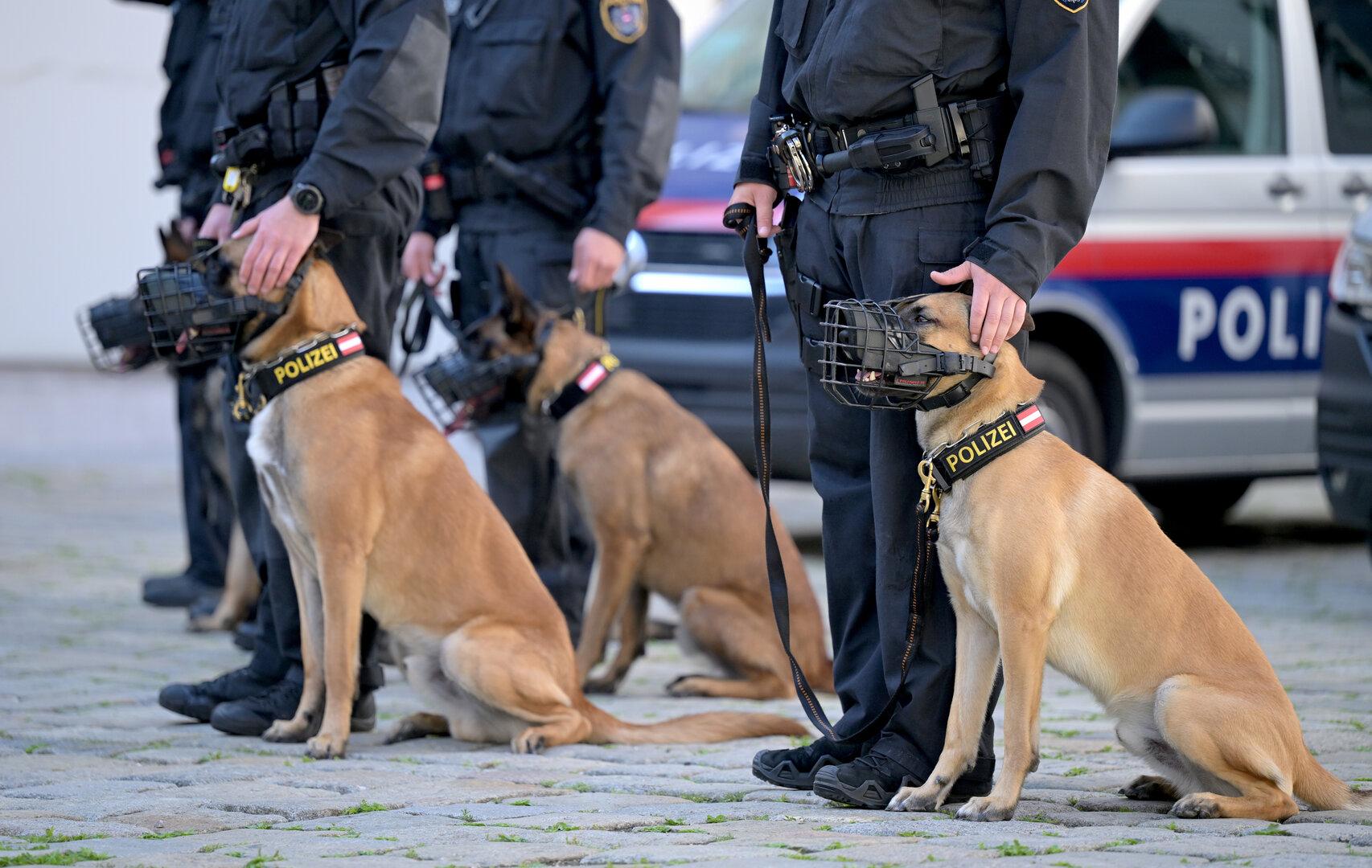 Polizeihund "Orlik" erschnüffelt Einbrecher in Wiener Kirche