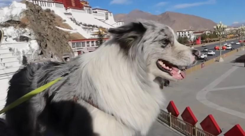 Influencer-Hund Chutou nach Entführung in Restaurant servier