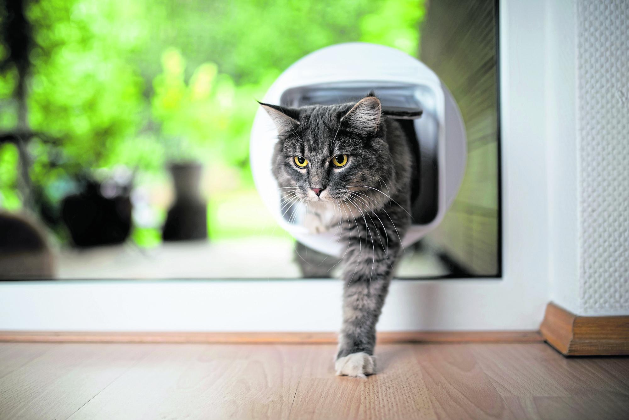 Muss die Katze weg, wenn das Kind Asthma hat?