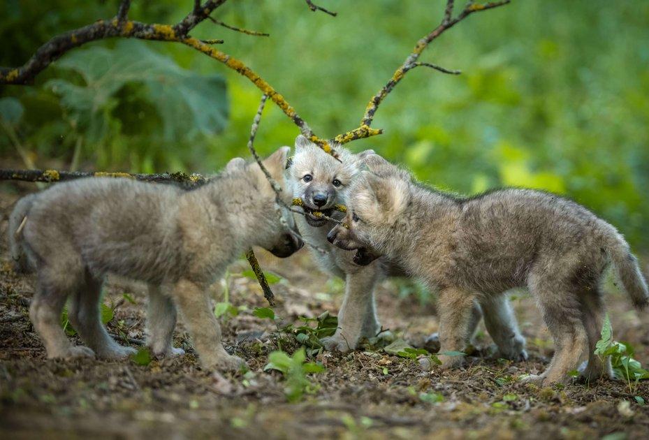 Ernstbrunn: Sieben neue Wolfswelpen im Wolf Science Center