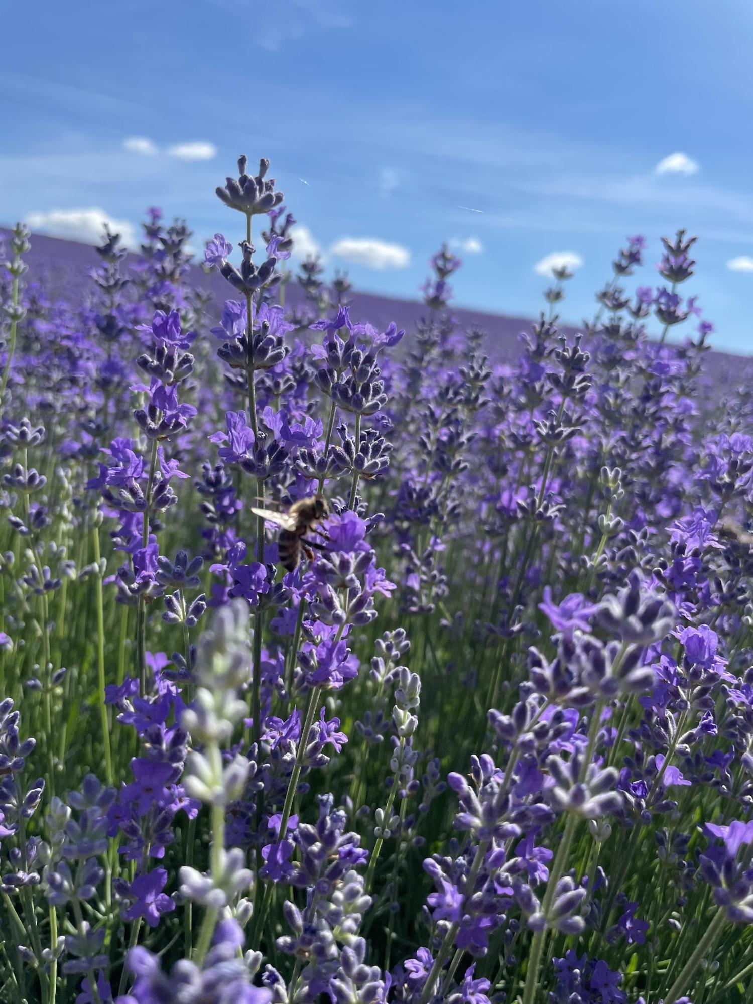 Lavendel: Das violette Gold des Weinviertels