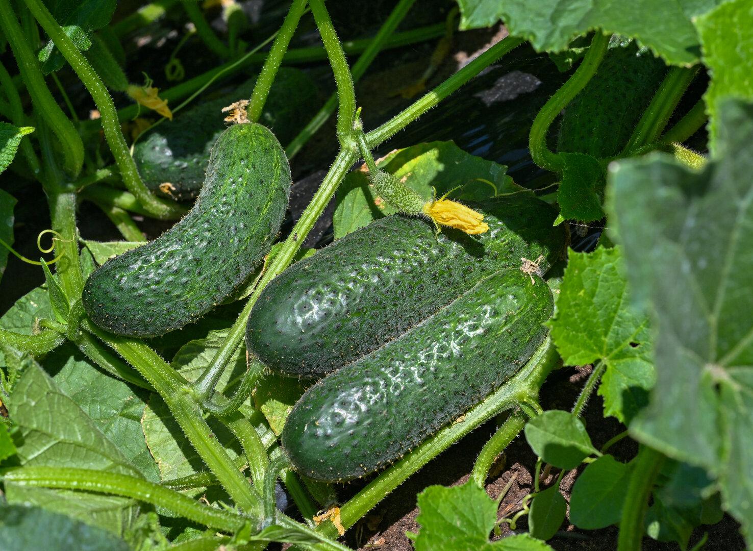 Drei kleine Gurken wachsen zwischen dichten grünen Blättern im Garten.