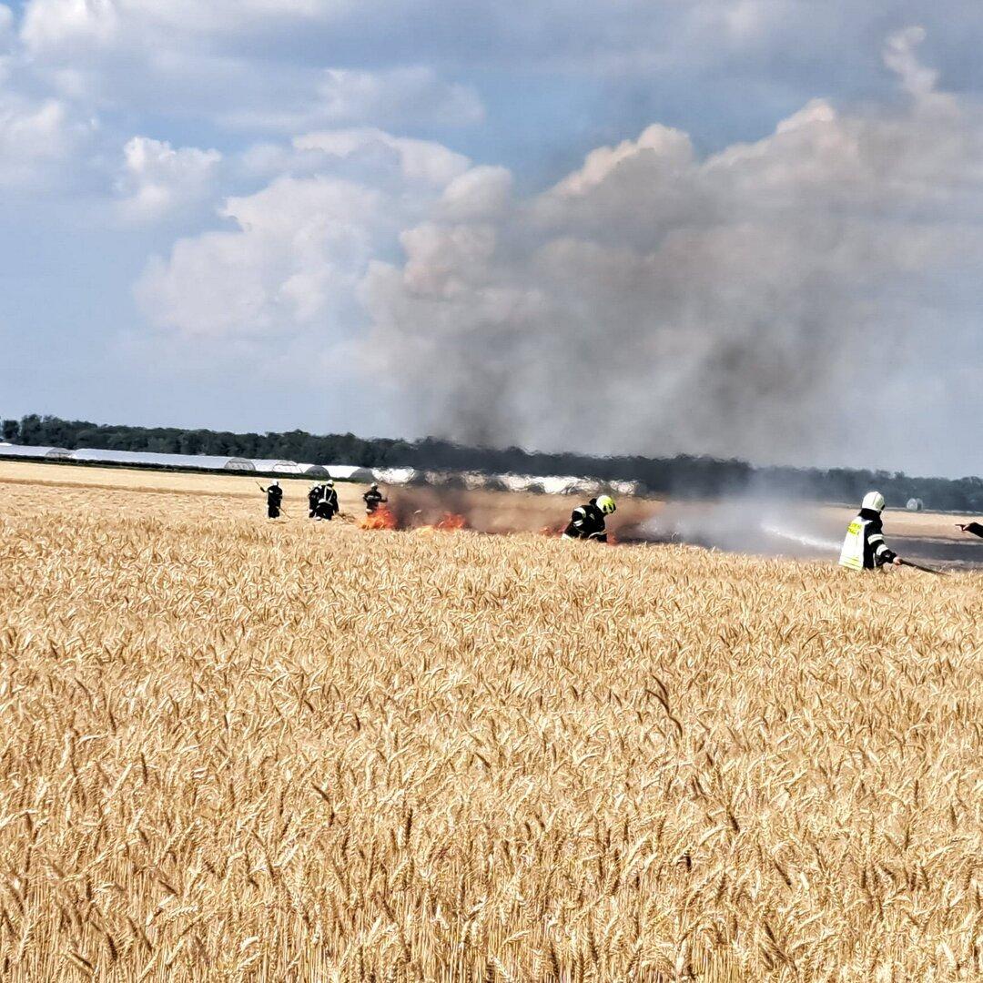 Feuerwehrleute löschen einen Brand in einem Getreidefeld unter dichter Rauchwolke.