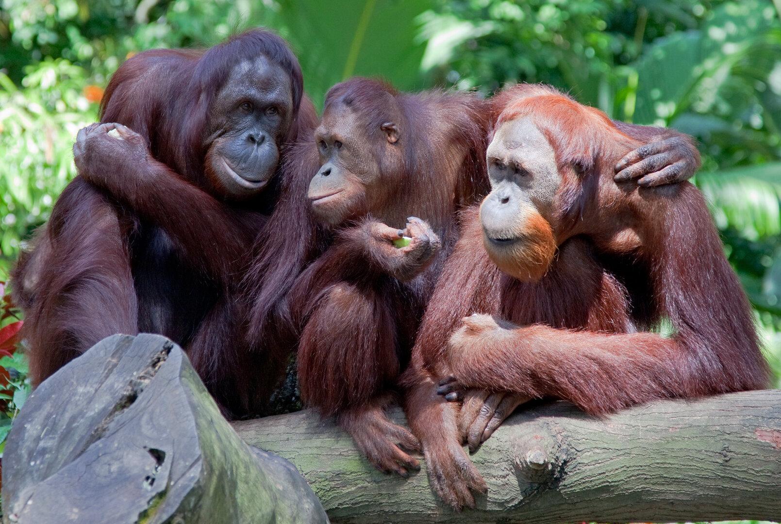 Taktgefühl: Warum Tiere genauso schnell reden wie Menschen