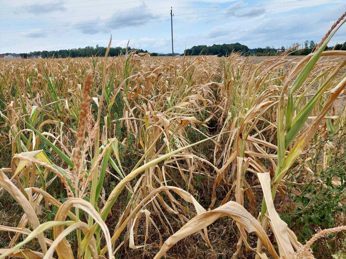 ++ HANDOUT ++ DÜRRESCHÄDEN IN DER LANDWIRTSCHAFT STEIGEN AUF 150 MIO