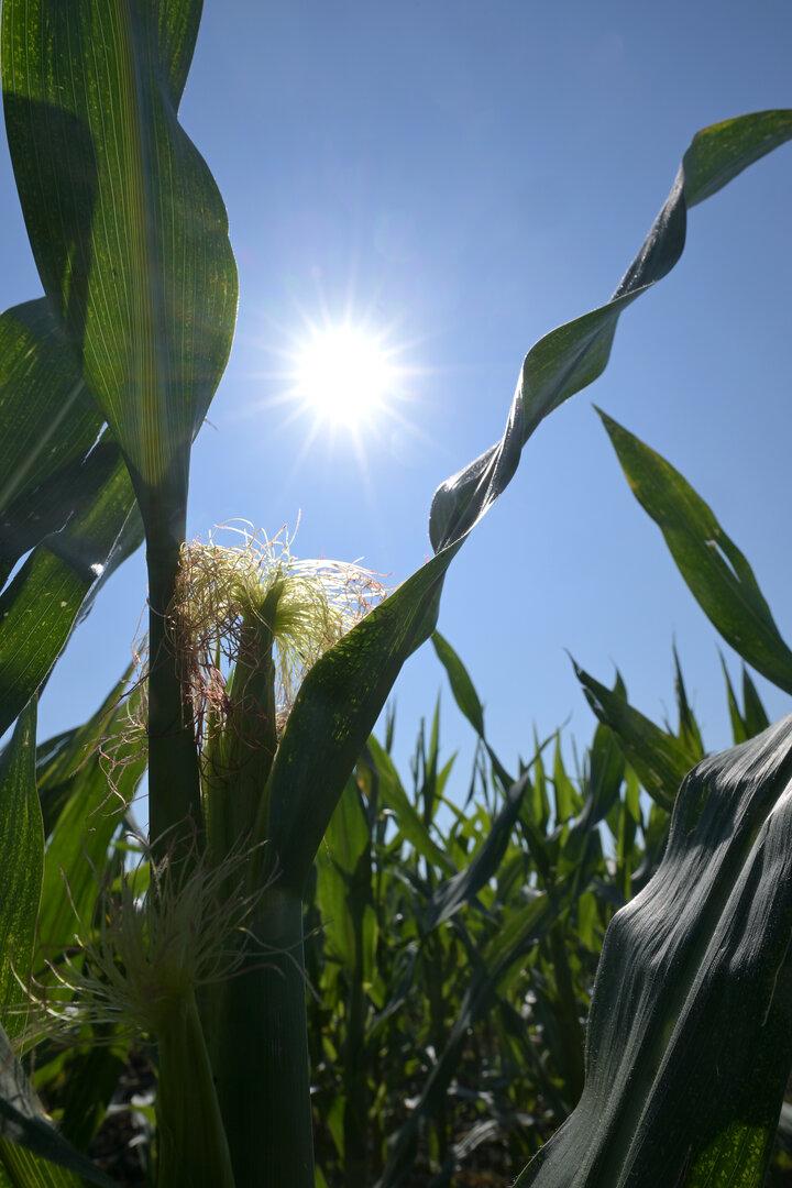 DÜRRE - ERNTE UNTER LANGJÄHRIGEM DURCHSCHNITT - MAISFELD (MAIS)
